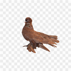 Bird bird two