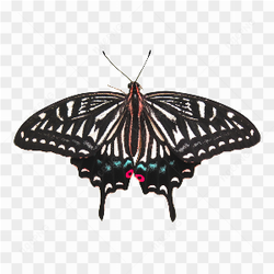 Butterfly away png