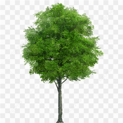 Tree life png