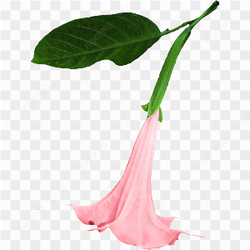 Pink flower pic