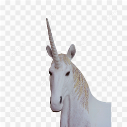 Unicorn horses picture 