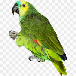 Parrots Parrots bird 
