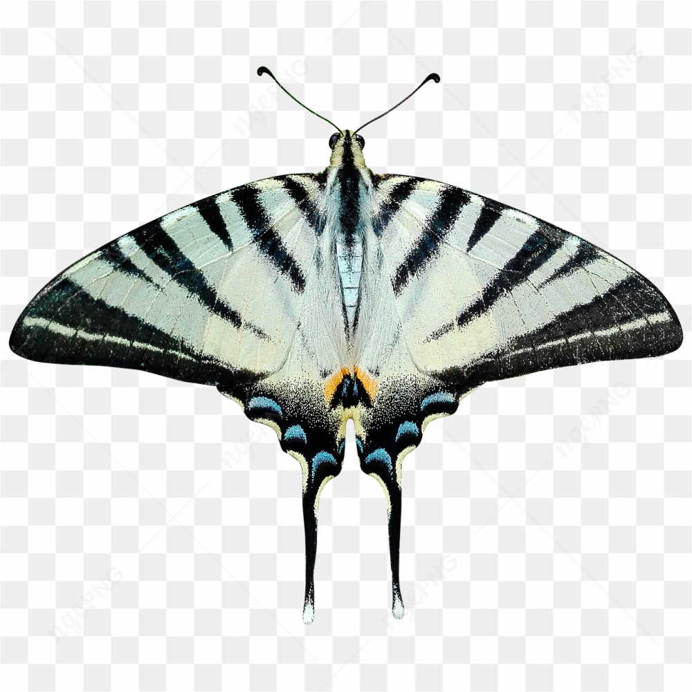 White butterfly fly