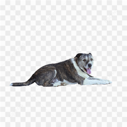 Dog dog picture 