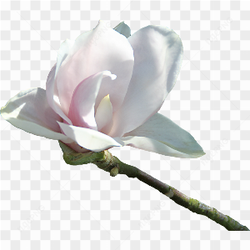 White flower beauty 