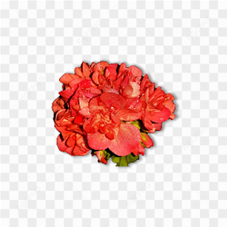 Red flower pic 
