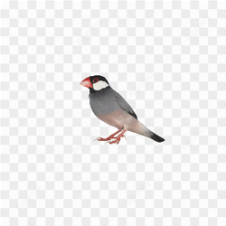Bird picture beauty 