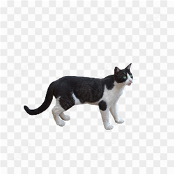 Black white cat 