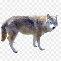 Wolf picture png