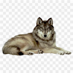 Wolf in relax time