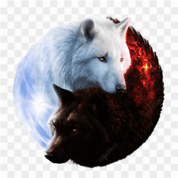 Black and white wolf