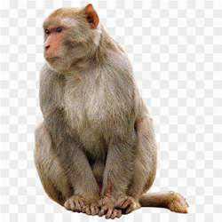 Image d'un singe