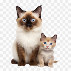 Chat avec des gros yeux