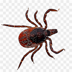 Deer tick image