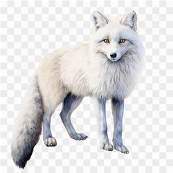 White wolf ,loup blanche