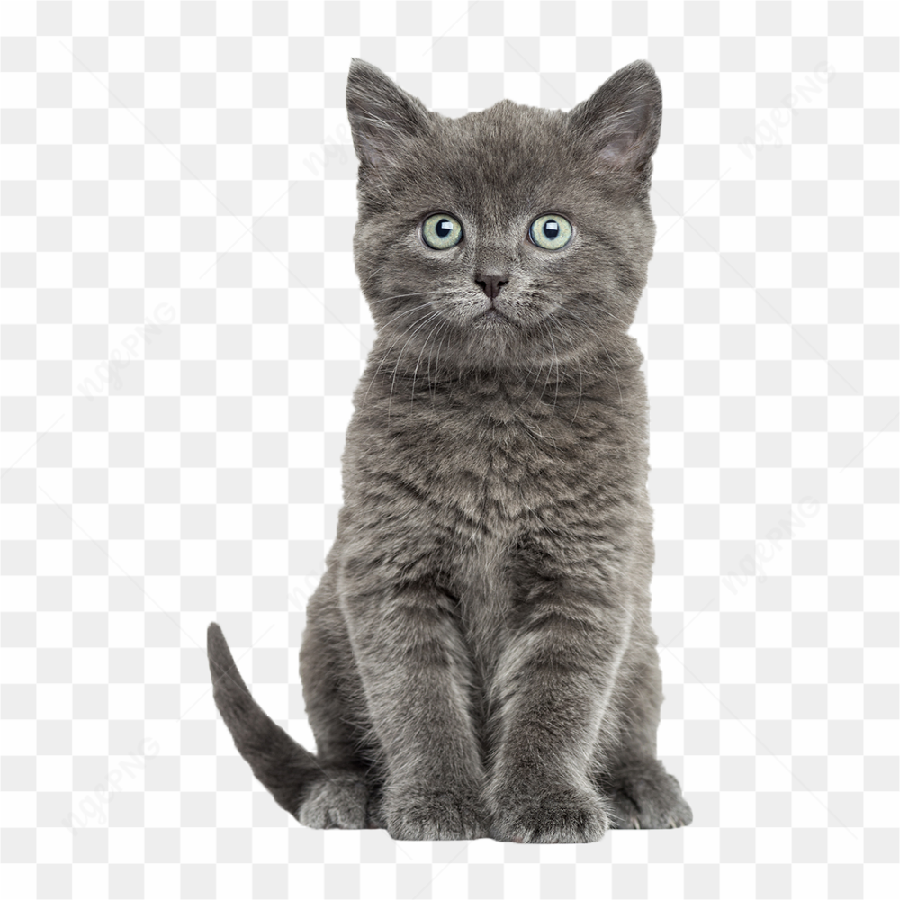 Image d'un chat