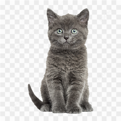 Image d'un chat