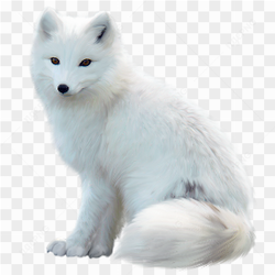 White wolf image