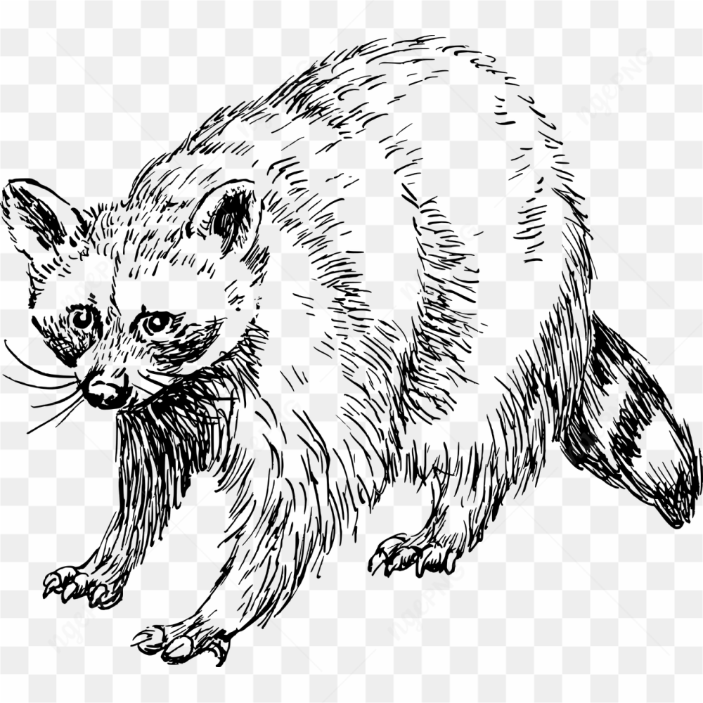 Racoon animal pic