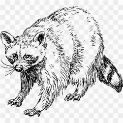 Racoon animal pic