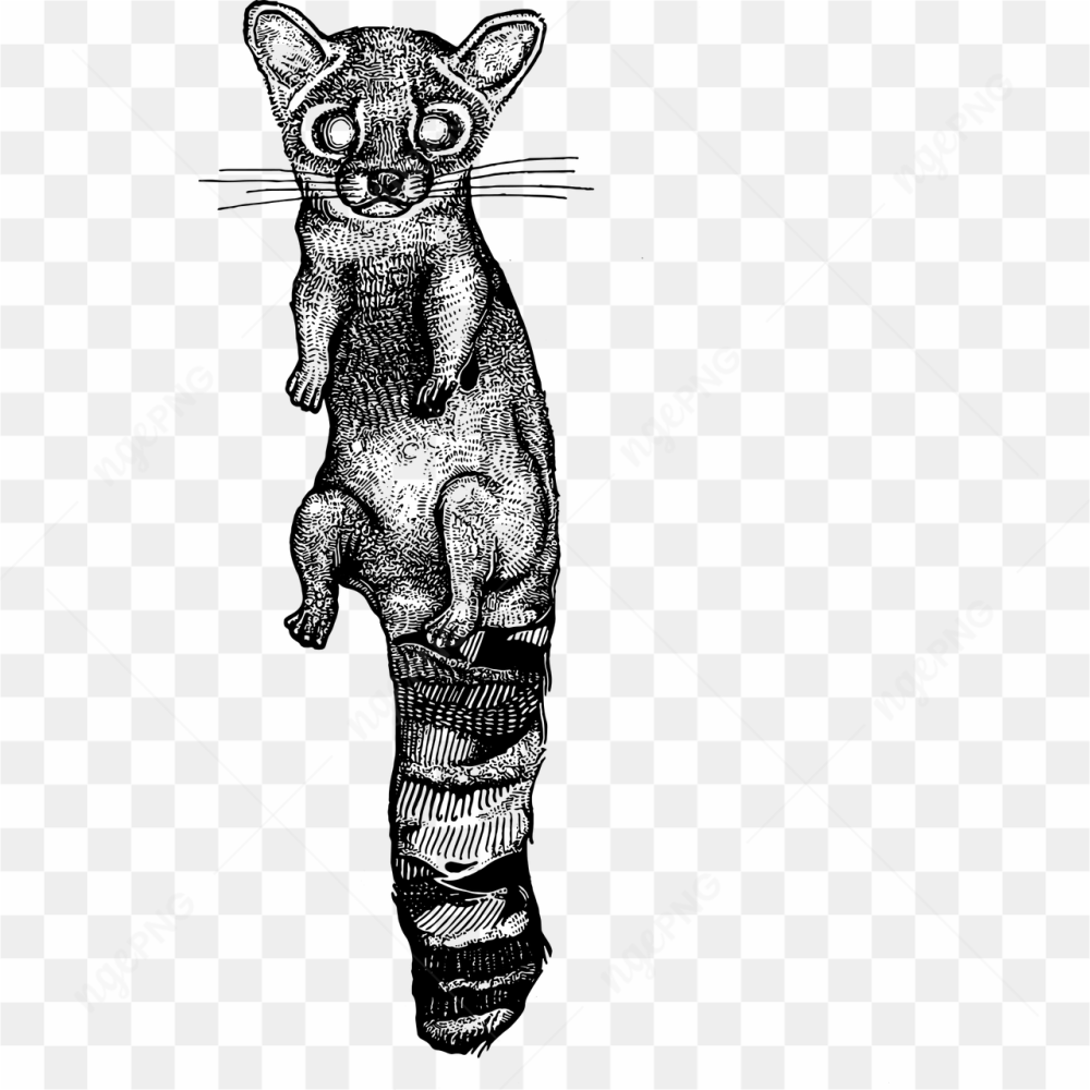 Animal pic png