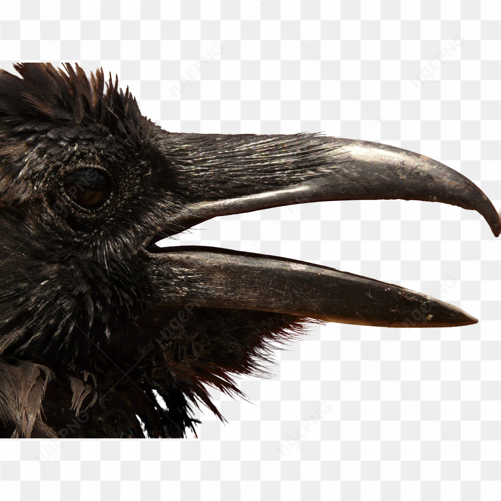 Crow bick pic