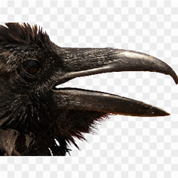 Crow bick pic