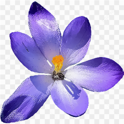 Purple flower petal 