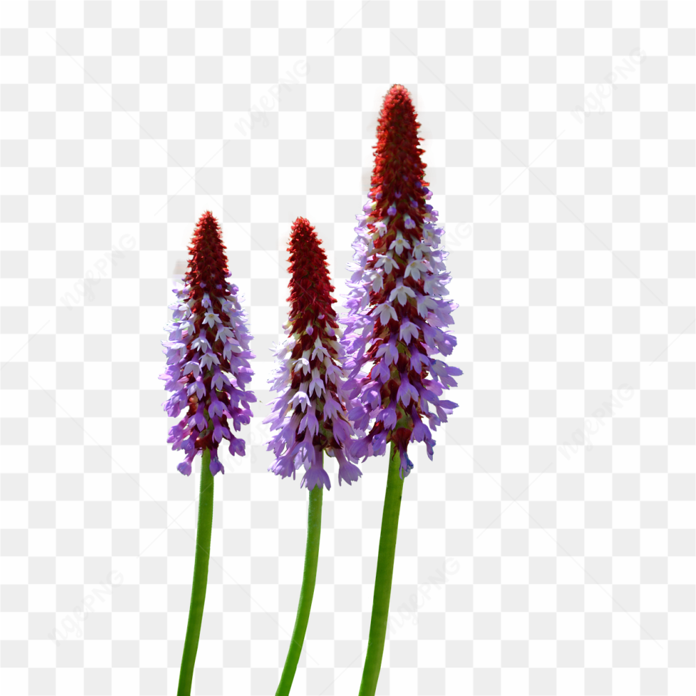 Flower seed pic 
