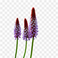 Flower seed pic 