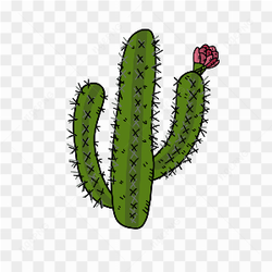 Cactus pic png