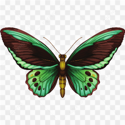 Green butterfly pic