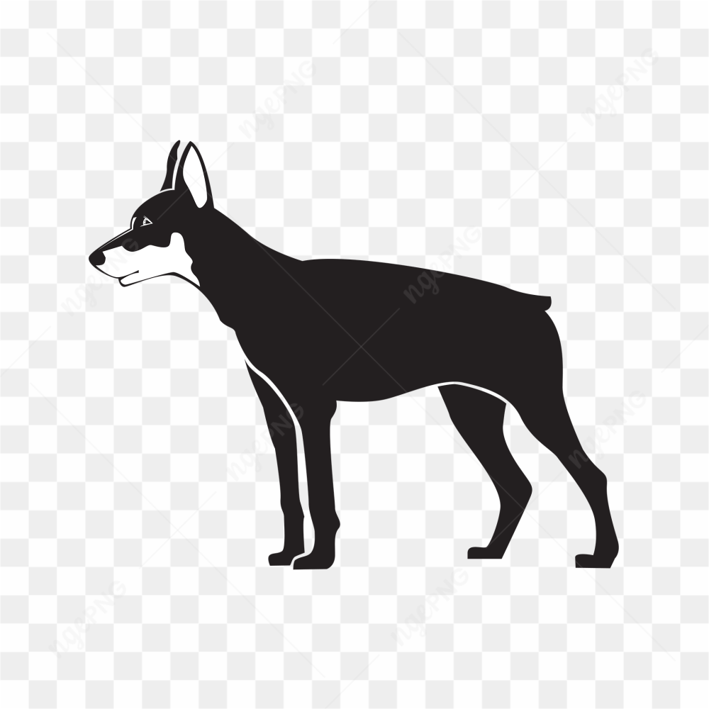 Tail less dog