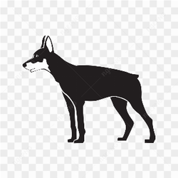Tail less dog