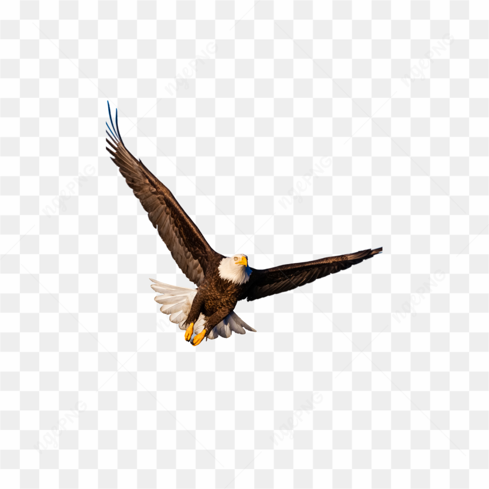 Animals birds eagle