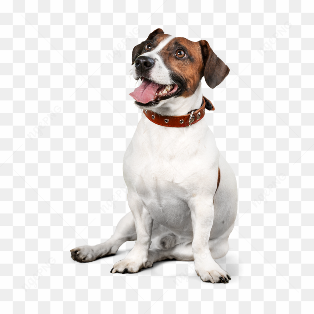 Dog animals pet