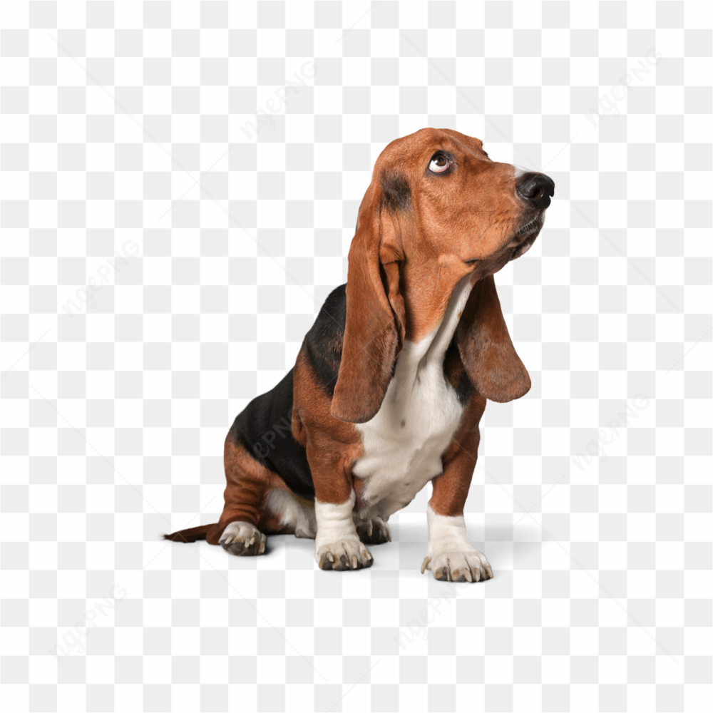 Dog animals pet