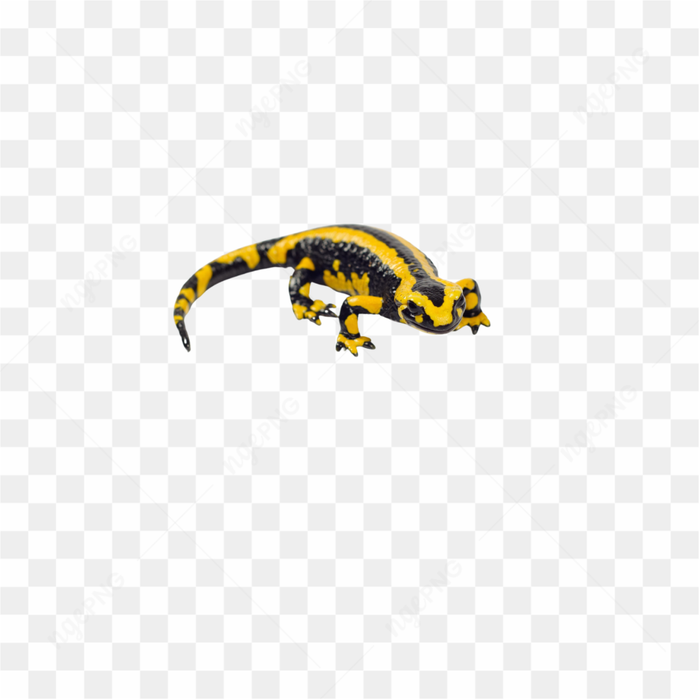 Animals nature lizard
