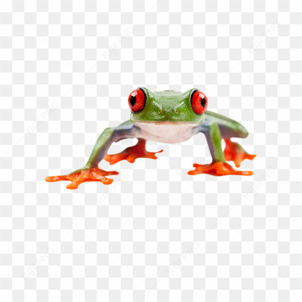Animals nature frog