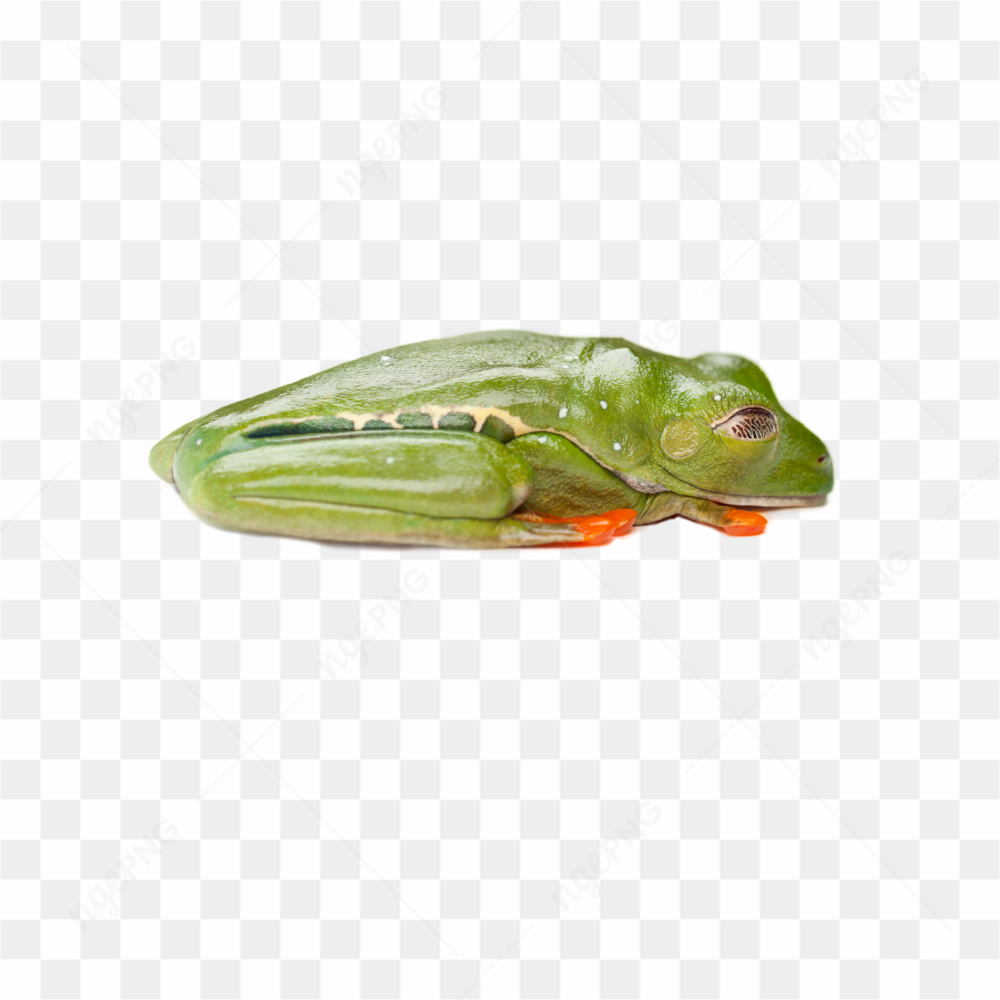 Animals nature frog