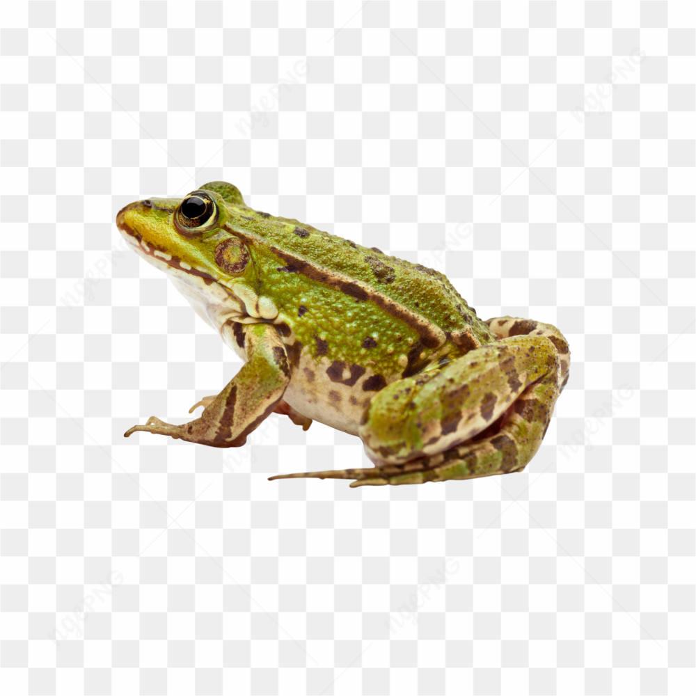Animals nature toad