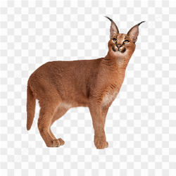 Animals nature cat