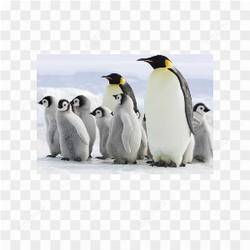 Penguins animals nature 