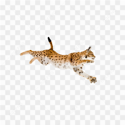 Cat animals nature 