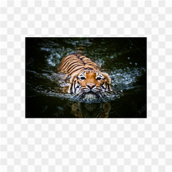 Tiger animals nature 