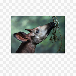 Animals nature exceptional