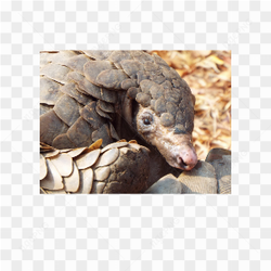 Animals nature armadillo