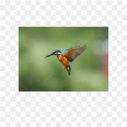 Animals nature colibri