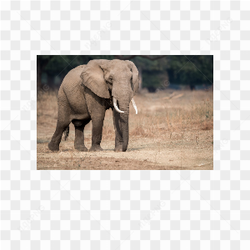 Elephant animals nature 