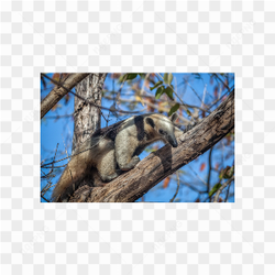 Bear animals nature 